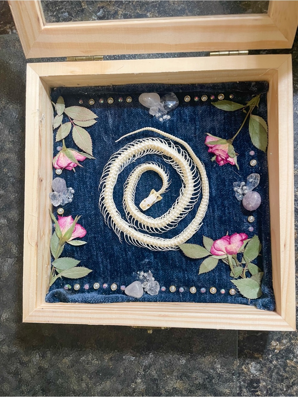 Cottage Core Snake Skeleton on Blue Velvet Backdrop